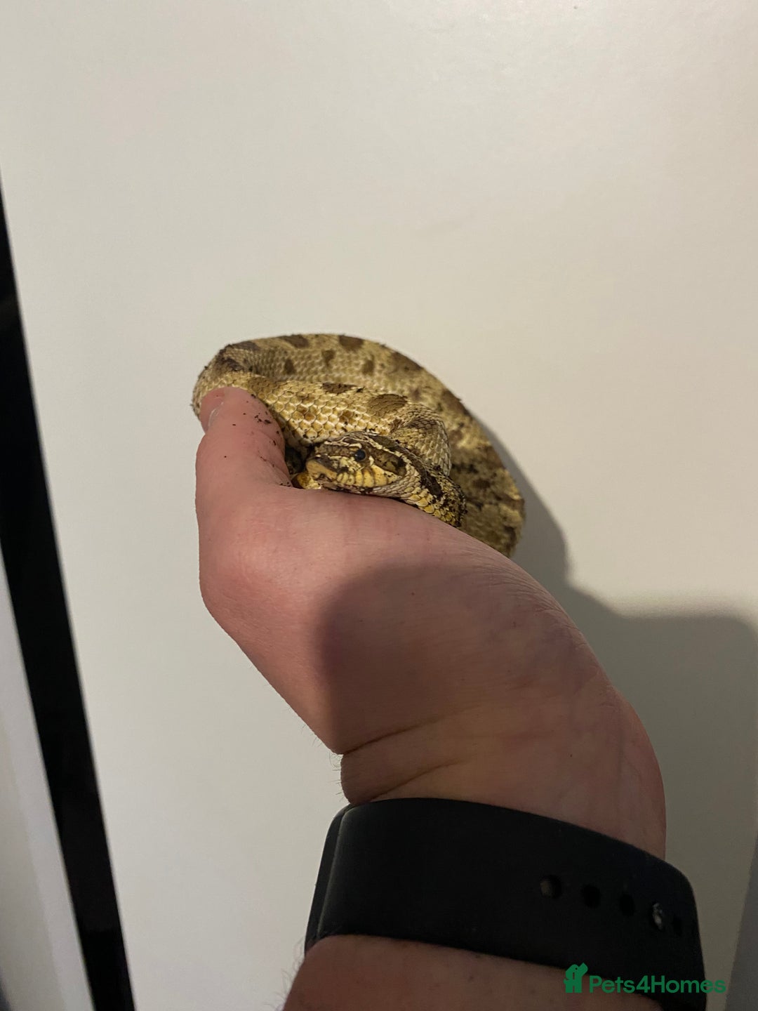 Snake reptiles for sale: Hognose Breeding Pair and Babies - Image 7