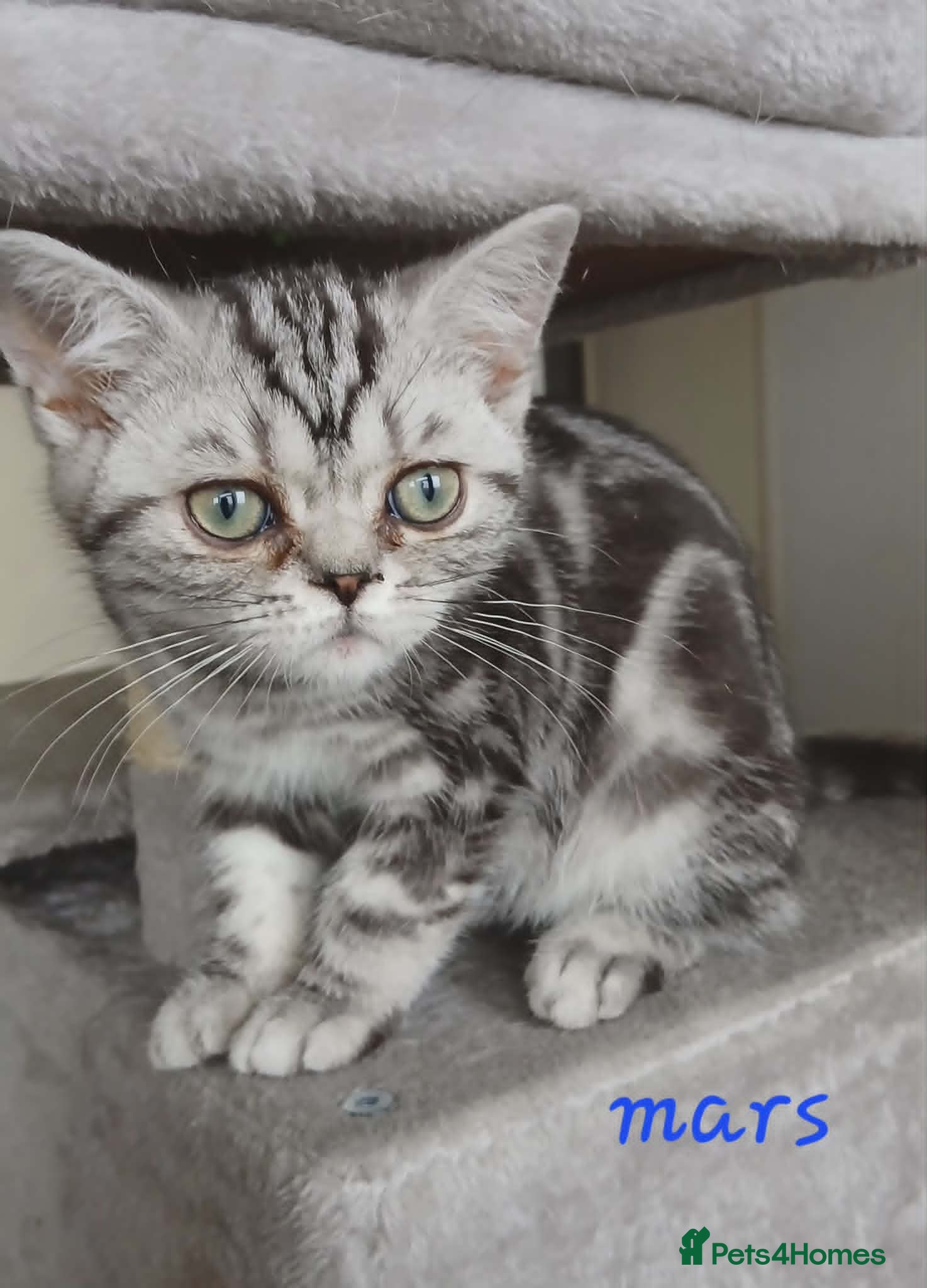 British Shorthair cats for sale: Bsh. Silver Classic Tabby . - Advert 8