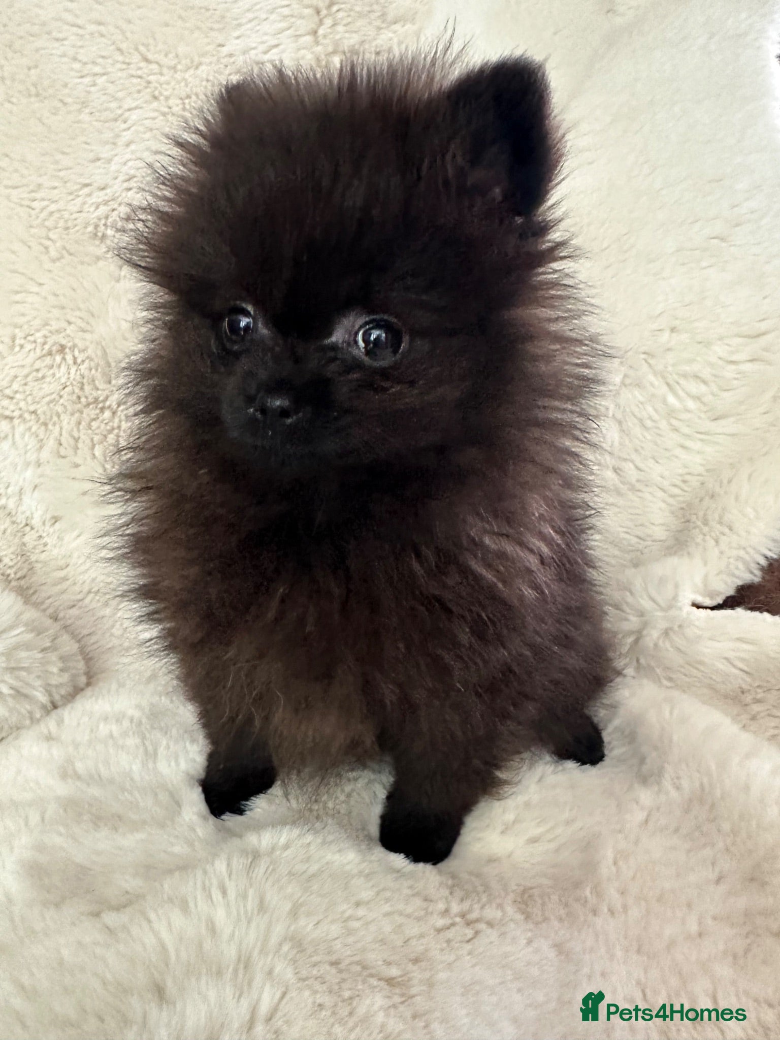 Pomeranian dogs Russian/Taiwan Pomeranian puppies - Advert 9