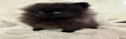 Pomeranian dogs for sale: Russian/Taiwan Pomeranian puppies - Advert 5
