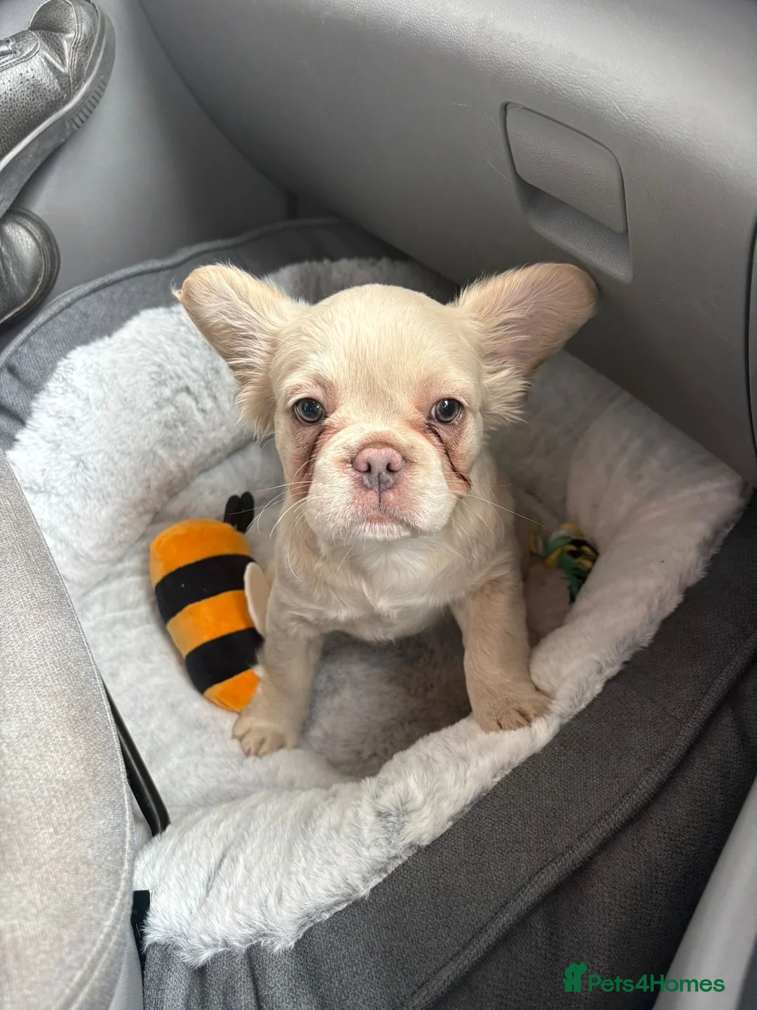 French Bulldog dogs for sale: Fluffy French bulldog - Advert 7
