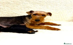Welsh Terrier dogs for sale: Top Welsh terrier puppies  - Image 4