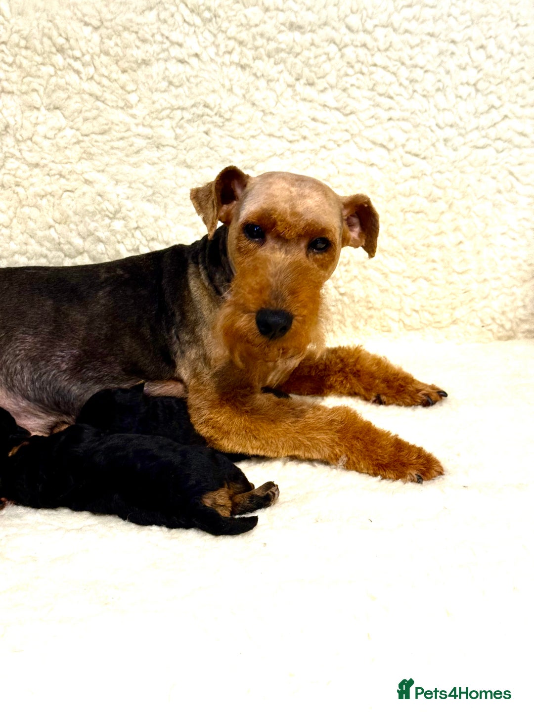 Welsh Terrier dogs for sale: Top Welsh terrier puppies  - Image 4