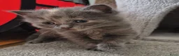 Mixed Breed cats for sale: 3 beautiful babies left from a litter of 6 - Advert 4