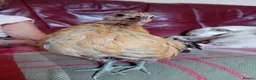Chickens poultry for sale: Indoor Therapy Serama Hen -  Highly Tame - Advert 14