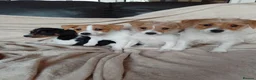 Jack Russell dogs for sale: Jack Russell in Exeter - Advert 1