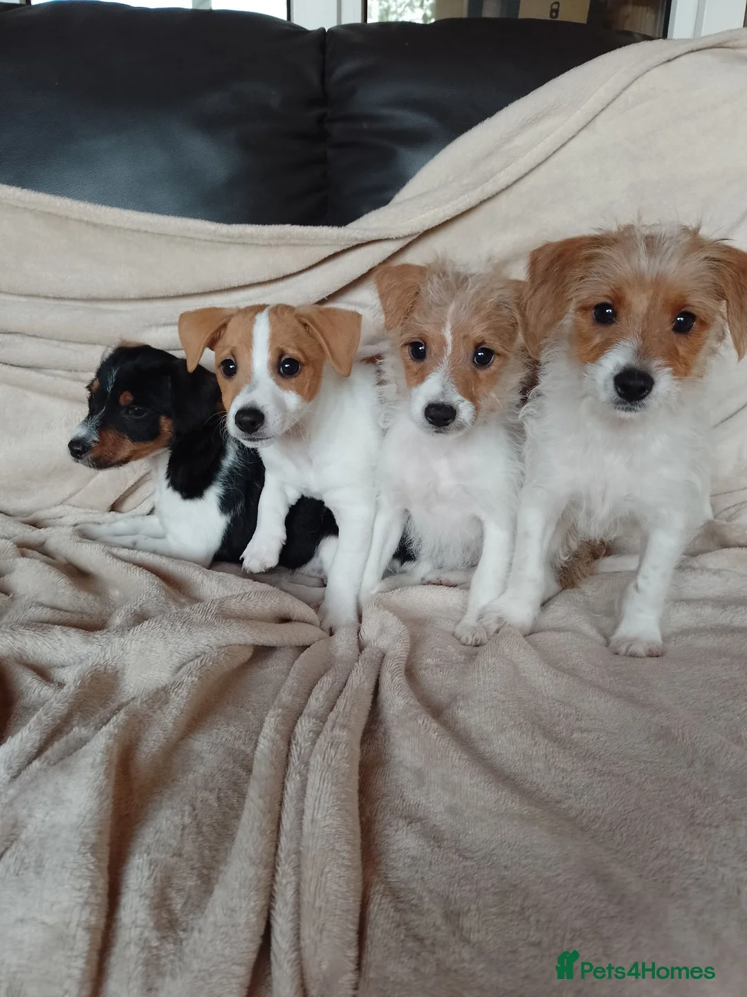 Jack Russell dogs for sale: Jack Russell in Exeter - Advert 1