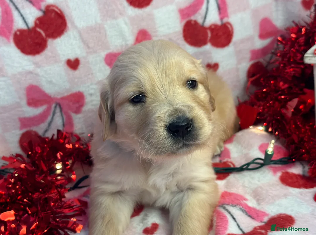 Golden Retriever dogs for sale: Golden Retrievers Family - Advert 3