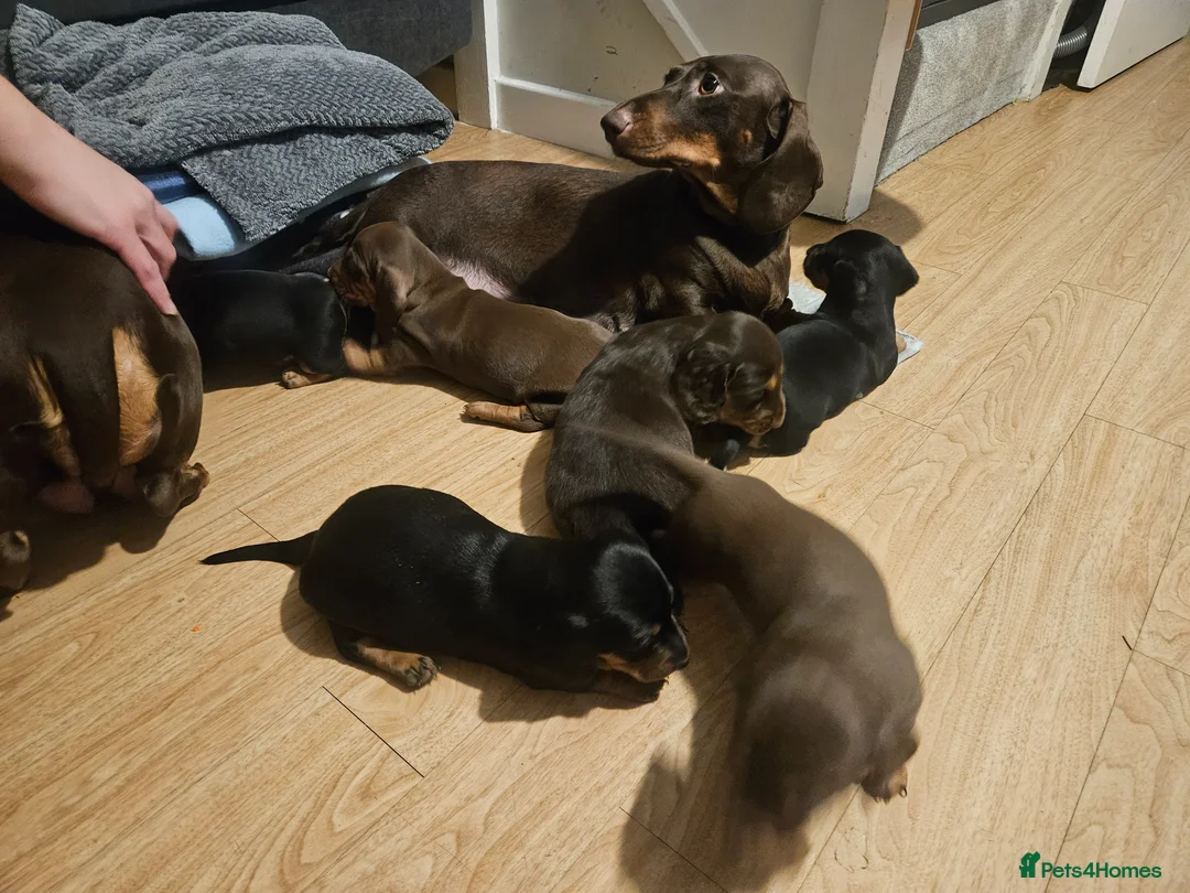 Dachshund dogs for sale: Beautiful Standard Dachshund  in Bournemouth - Advert 1