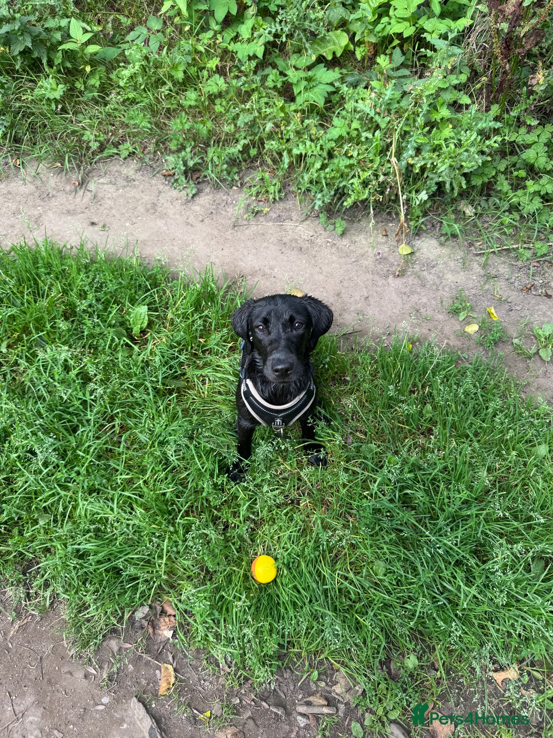 Labrador Retriever dogs for sale: Black Lab for sale  - Advert 4