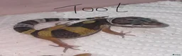 Leopard Gecko reptiles for sale: Hatchling Leopard Geckos - Advert 2