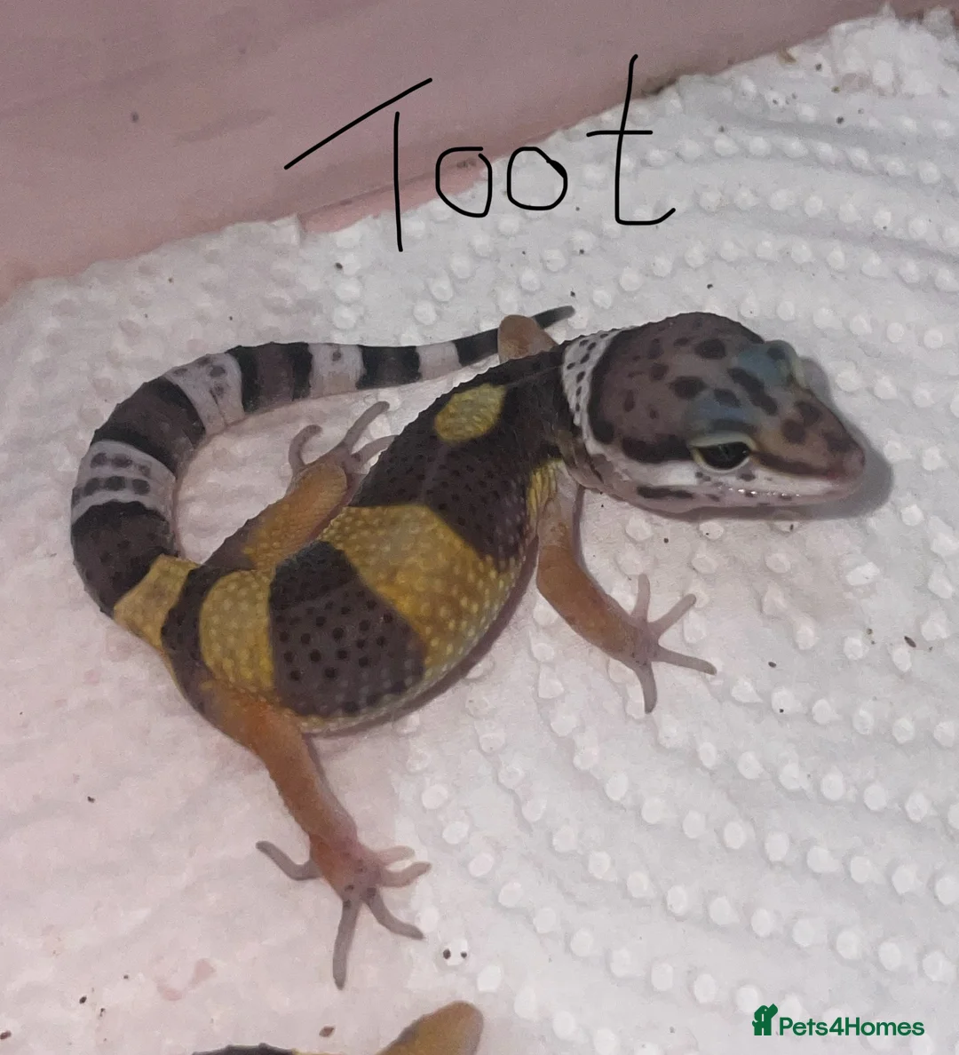 Leopard Gecko reptiles for sale: Hatchling Leopard Geckos - Advert 2