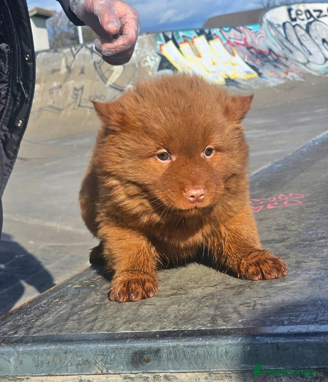 Chow Chow dogs for sale: Cantonese chow chow in Birmingham - Advert 10