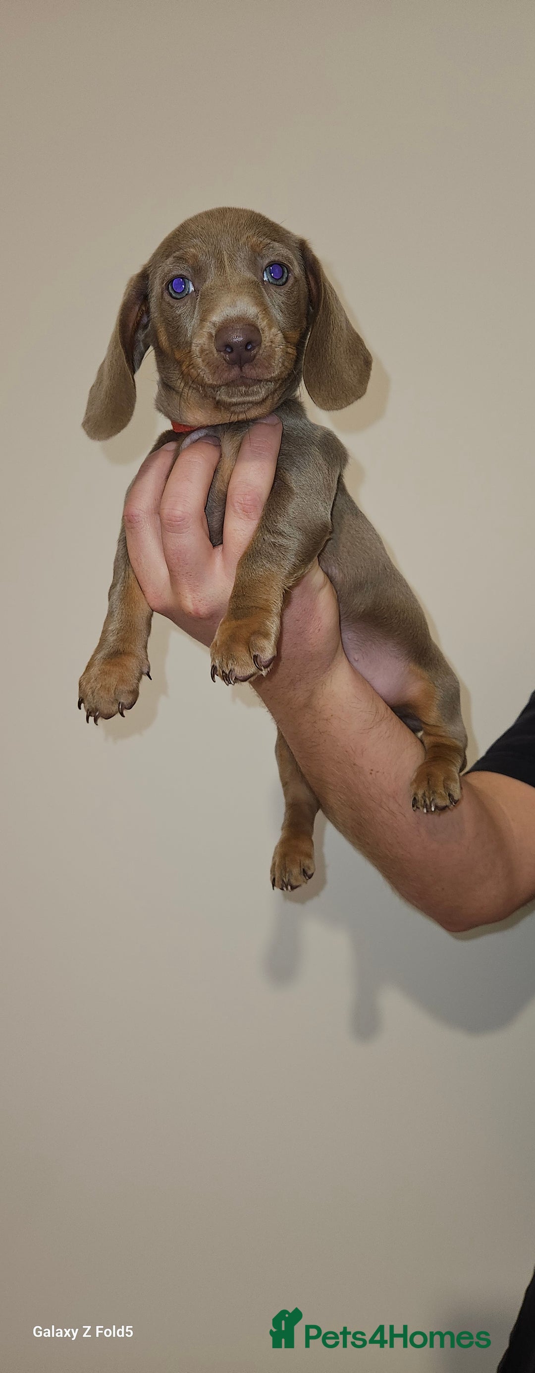 Miniature Dachshund dogs for sale: Silver and Tan Miniature Dachshunds  - Image 13