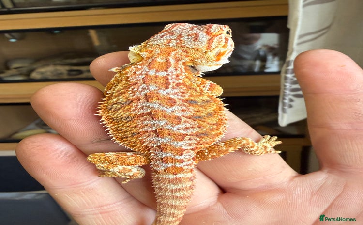 Bearded Dragon reptiles - Advert 2