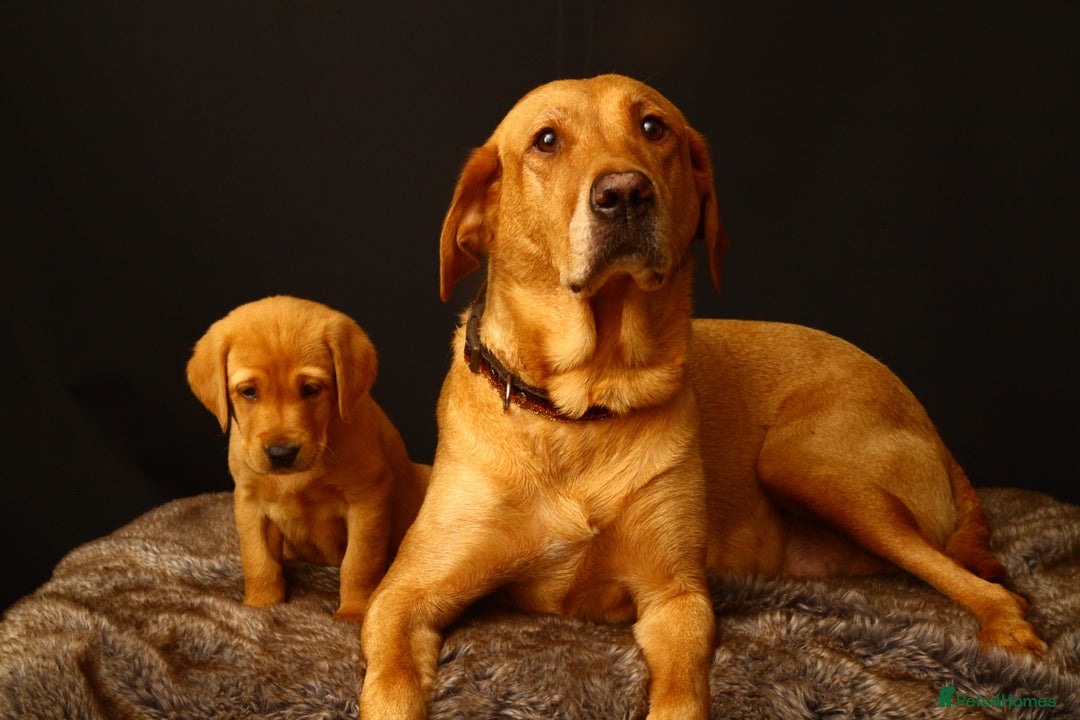 Labrador Retriever dogs for sale: Beautiful Fox Red Labrador Puppies - Image 5