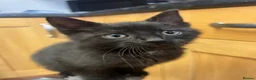 Mixed Breed cats for sale: Male kitten - Advert 13
