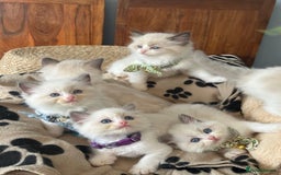 Ragdoll cats for sale: TICA Registered Ragdoll Kittens - Image 5