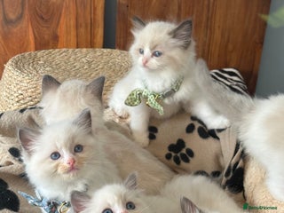 Ragdoll cats - Advert 14