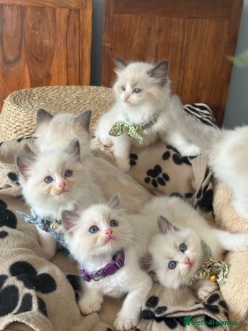 Ragdoll cats - Advert 1