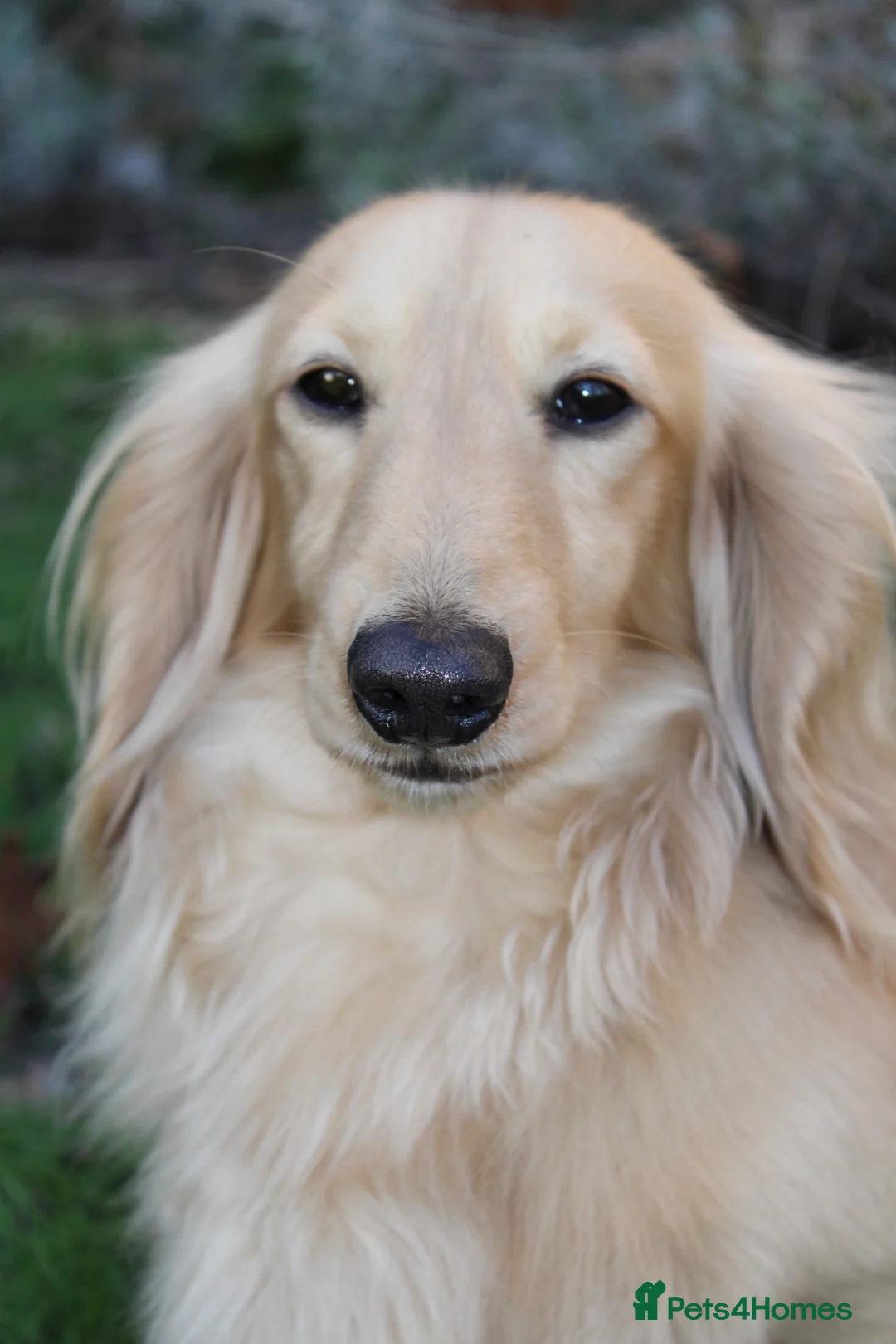 Miniature Dachshund dogs for stud: KC Reg Health Tested Cream Longhaired Dachshund - Advert 1