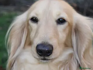 Miniature Dachshund dogs KC Reg Health Tested Cream Longhair Dachshund - Advert 1