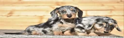 Dachshund dogs for sale: Adorable dachshund litter - Advert 7