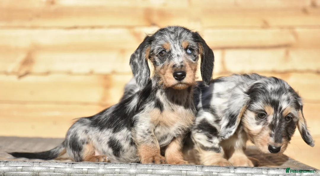 Dachshund dogs for sale: Adorable dachshund litter - Advert 7