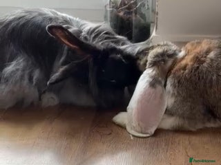French Lop rabbits Bonded Rabbits Looking for a Loving Forever Home - Advert 1