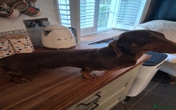 Dachshund dogs for stud: WALTER our HANDSOME boy! - Image 4
