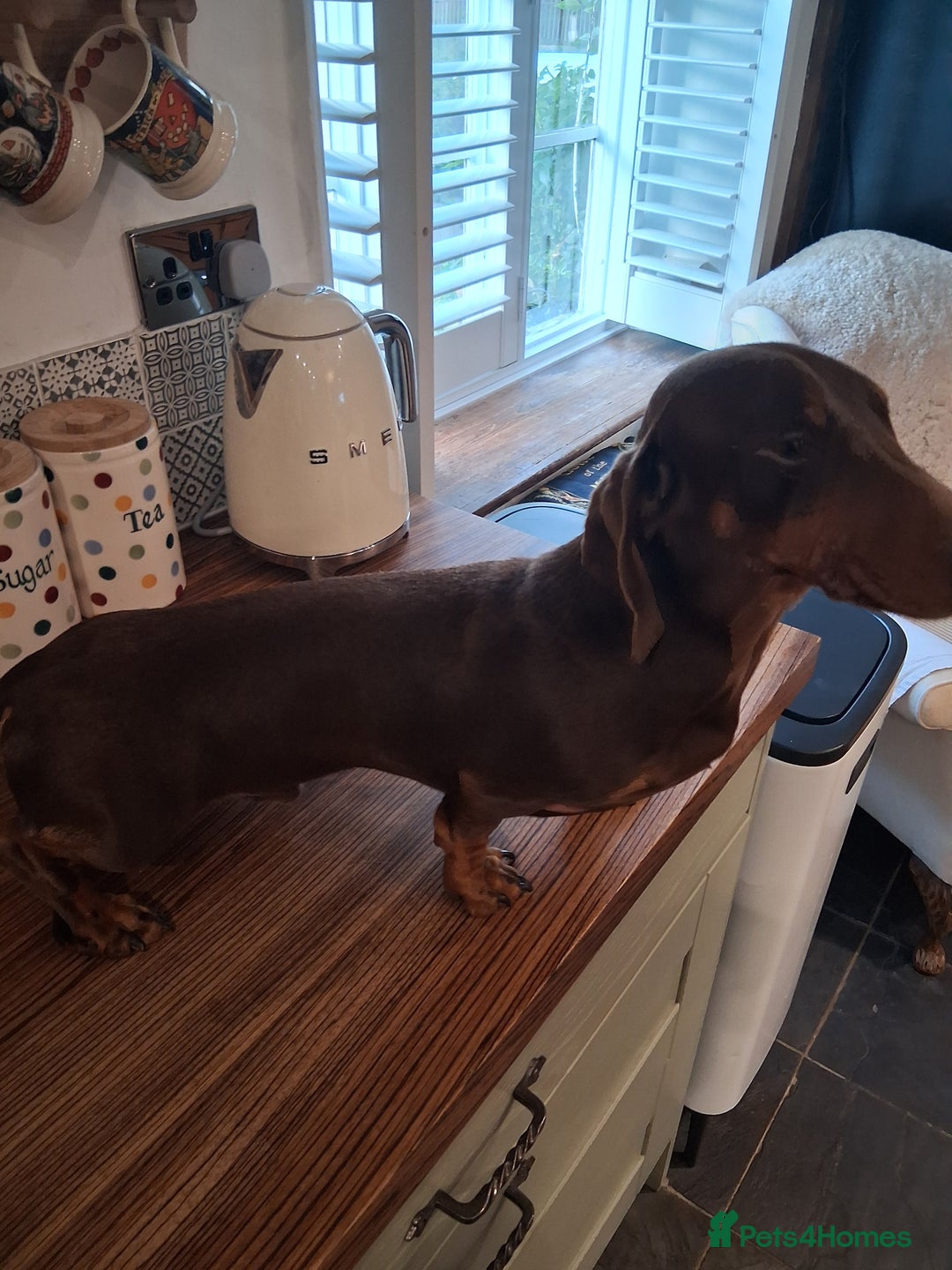 Dachshund dogs for stud: WALTER our HANDSOME boy! - Image 4