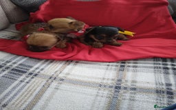 Chorkie dogs for sale: Chihuahua  Cross Yorkshire  - Image 3