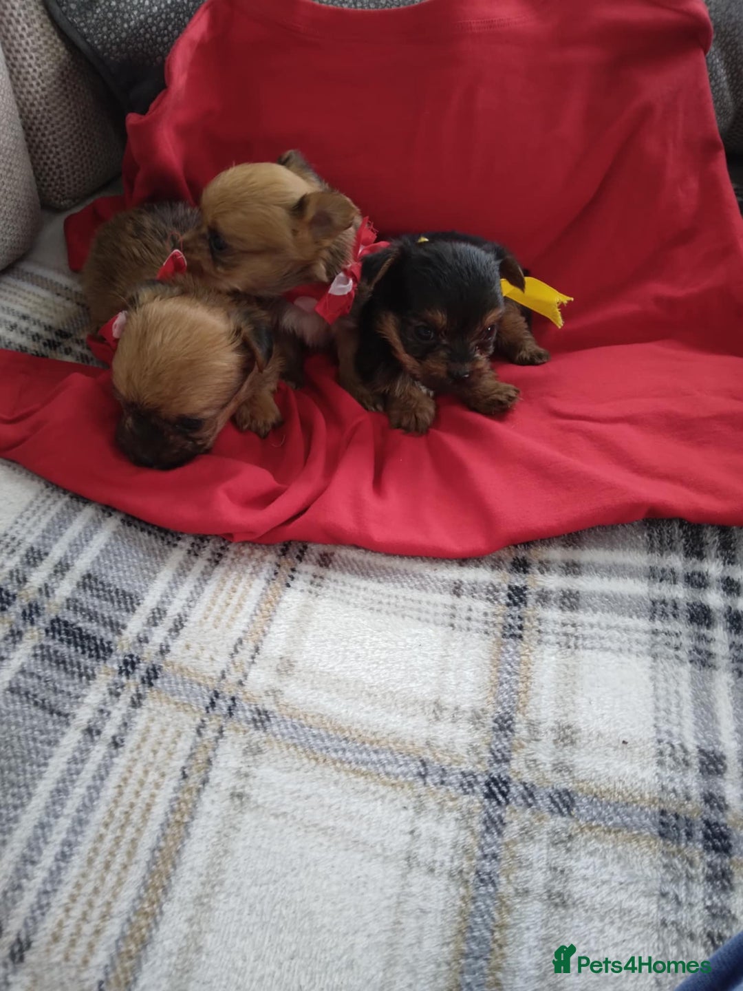 Chorkie dogs for sale: Chihuahua  Cross Yorkshire  - Image 3