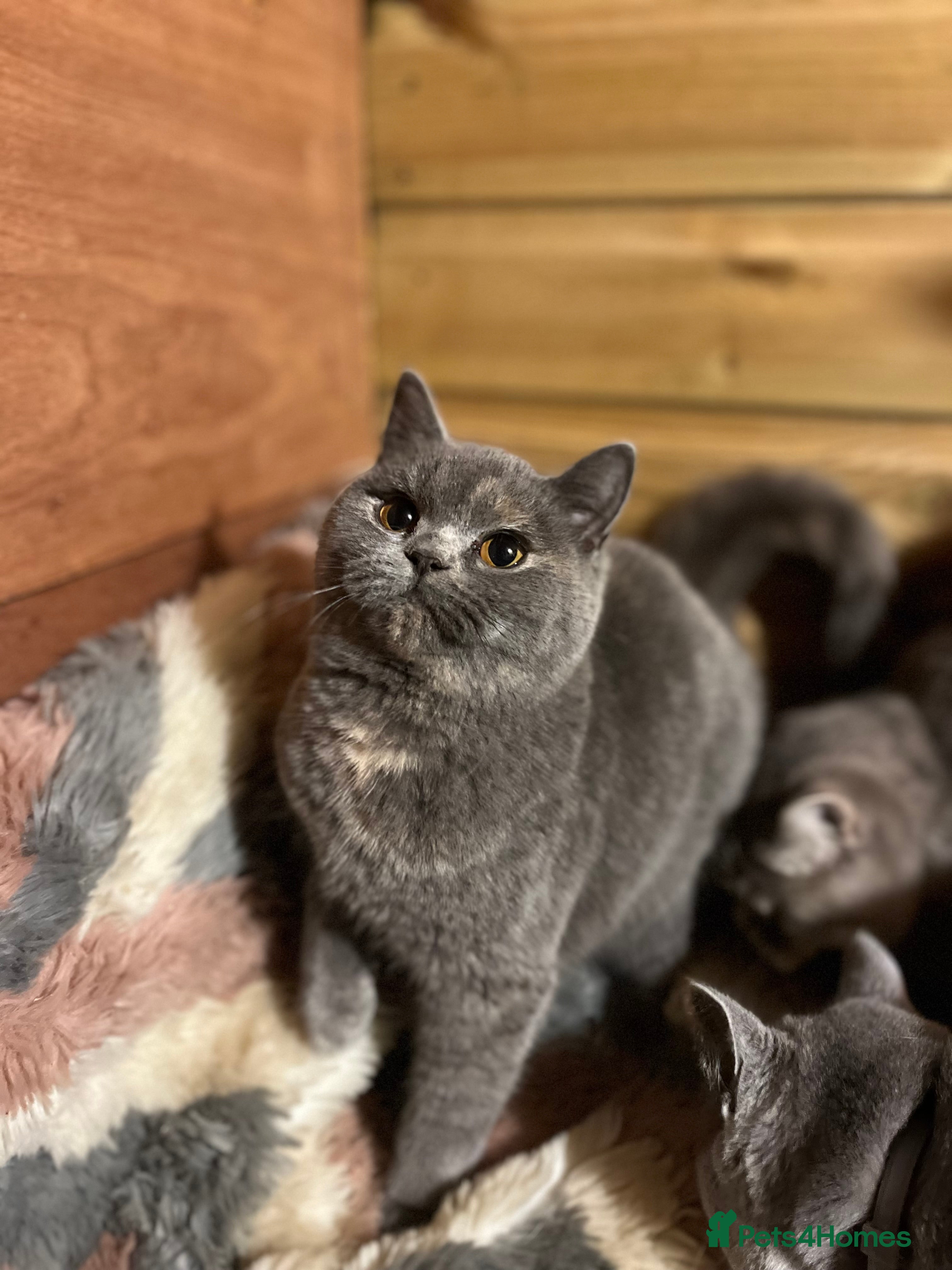 Brazilian Shorthair cats Young female British shorthair kitten  - Advert 1