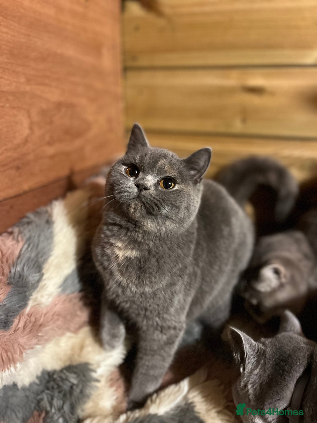 Brazilian Shorthair cats for sale: Young female British shorthair kitten  - Advert 4