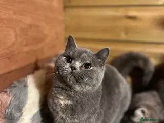 Brazilian Shorthair cats Young female British shorthair kitten - Advert 6