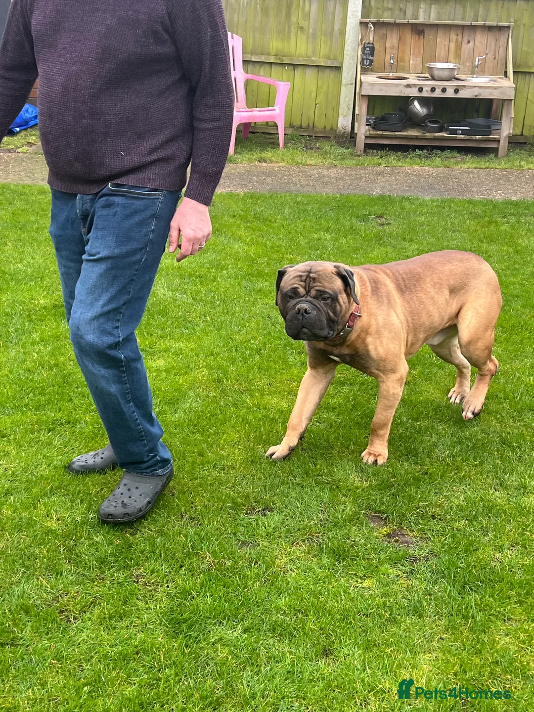 Bullmastiff dogs for sale: Beautiful friendly boy - Advert 2
