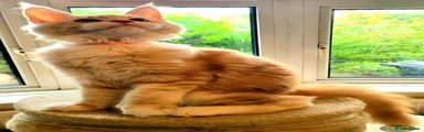 Maine Coon 4