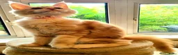 Maine Coon cats for sale: TICA Maine Coon kittens ready to go NOW - Advert 6