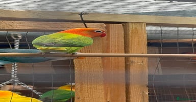 Lovebirds birds - Advert 11