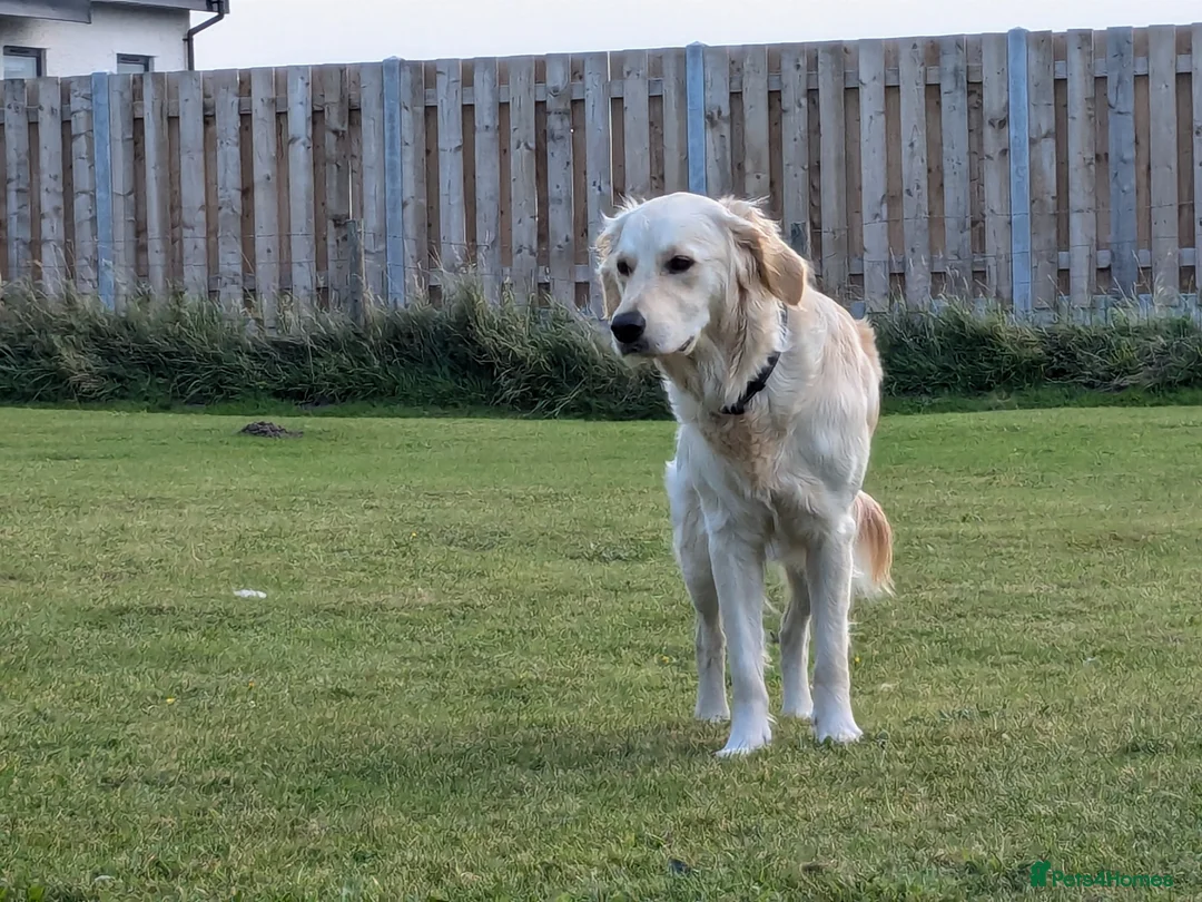 Golden Retriever dogs for sale: Wonderful litter KC reg golden retriever furballs - Advert 11