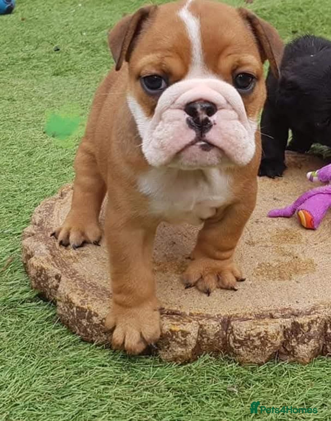English Bulldog dogs for sale: British bulldog - Image 5