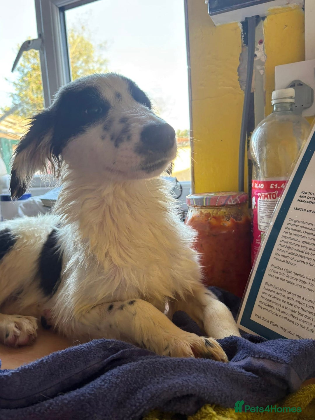 Mixed Breed dogs for adoption: Clark - Norwich Norfolk  - Advert 6