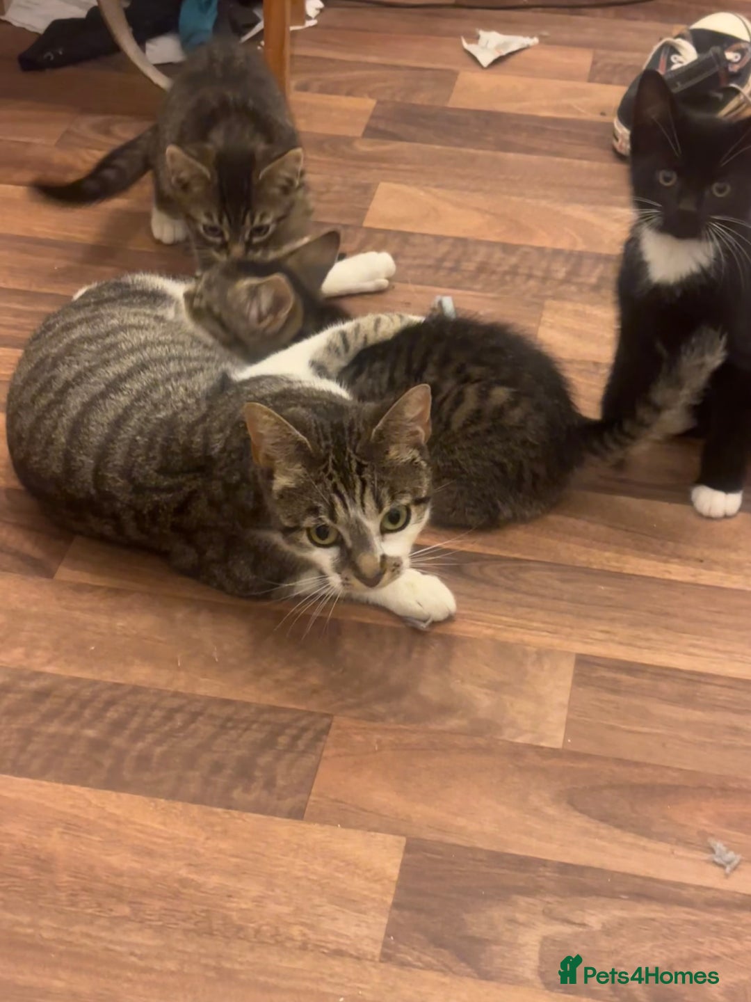 American Shorthair cats for sale: 3 KITTENS FOR SALE! READY TO LEAVE ASAP - Image 10