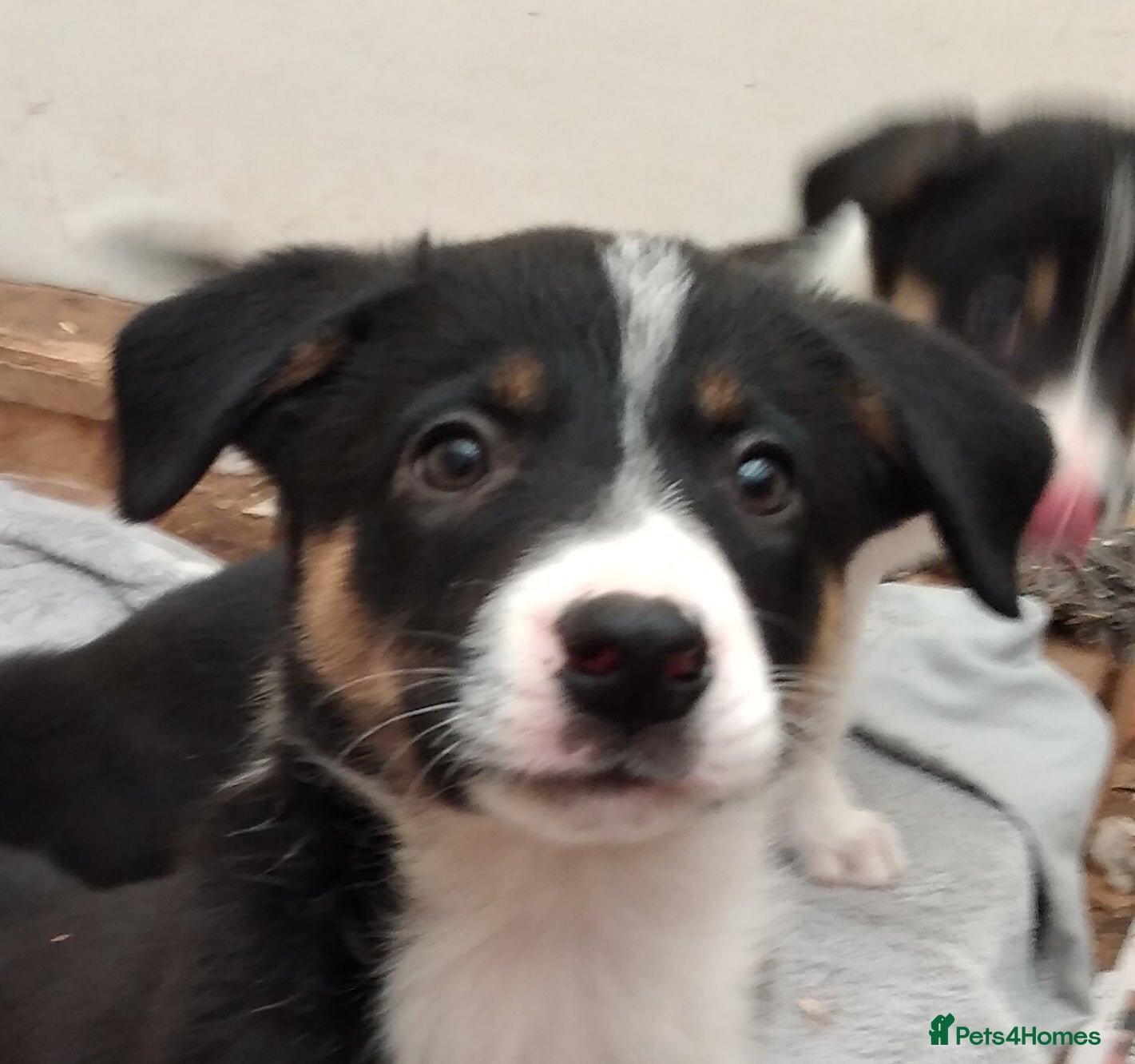 Border Collie dogs Ready*Bundles of Joy*Ready - Advert 1