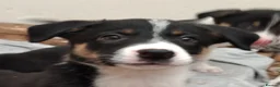 Border Collie dogs for sale: Ready*Bundles of Joy*Ready - Advert 1