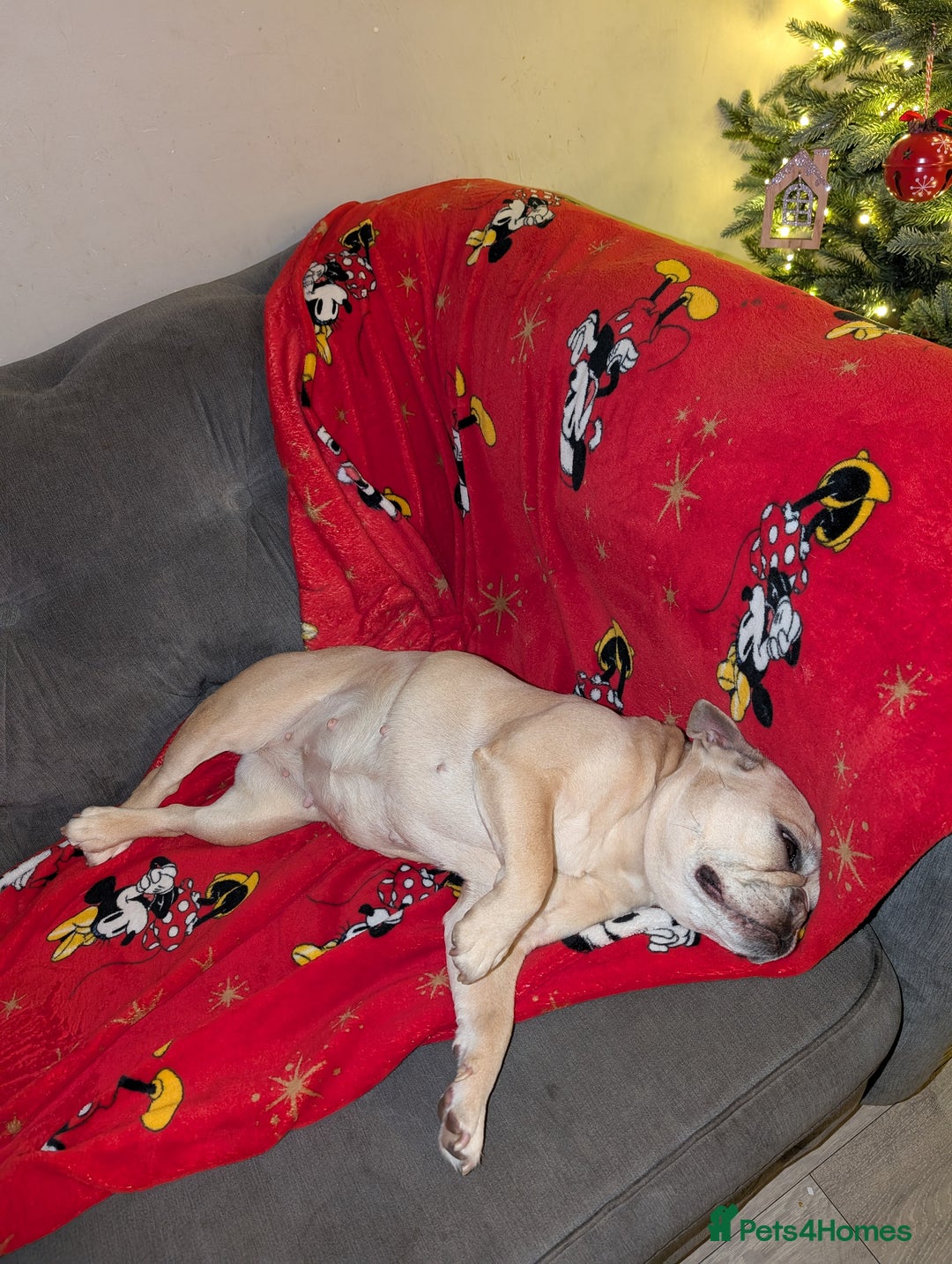 French Bulldog dogs for sale: Luna - French Bulldog  - Advert 4