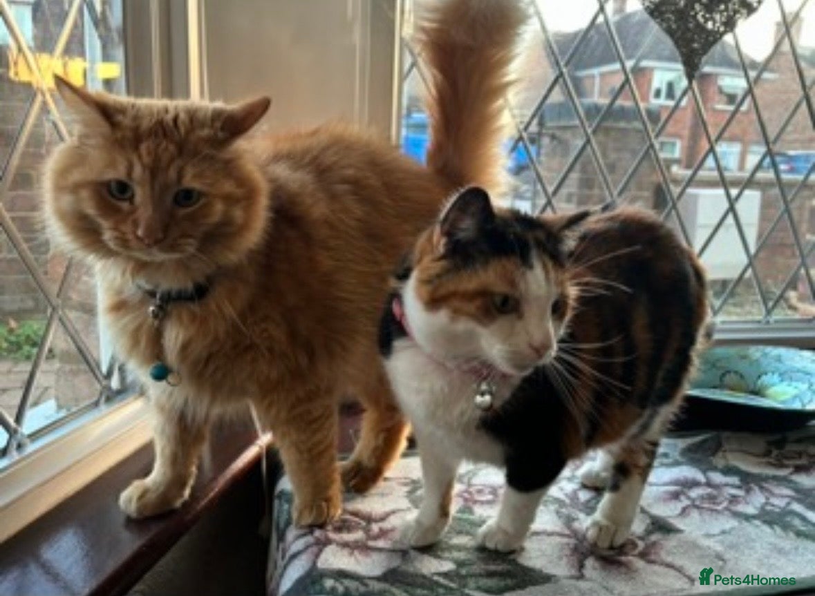 Mixed Breed cats Two cats in need of a new loving home - Advert 1