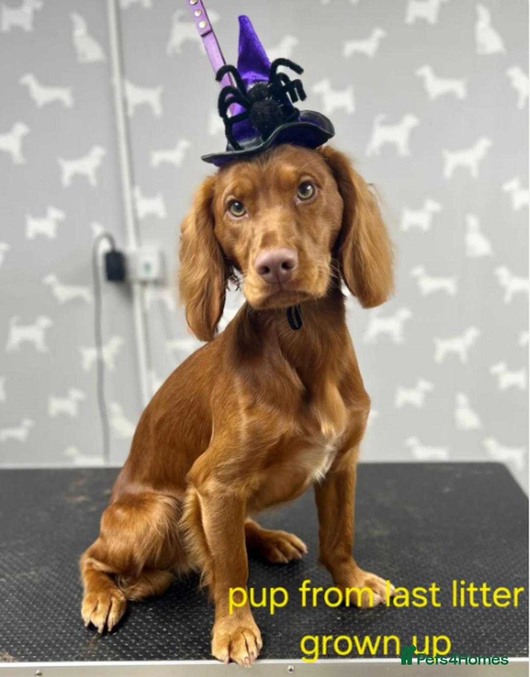 Cocker Spaniel dogs for sale: Stunning dark fox red and golden cockers - Advert 3