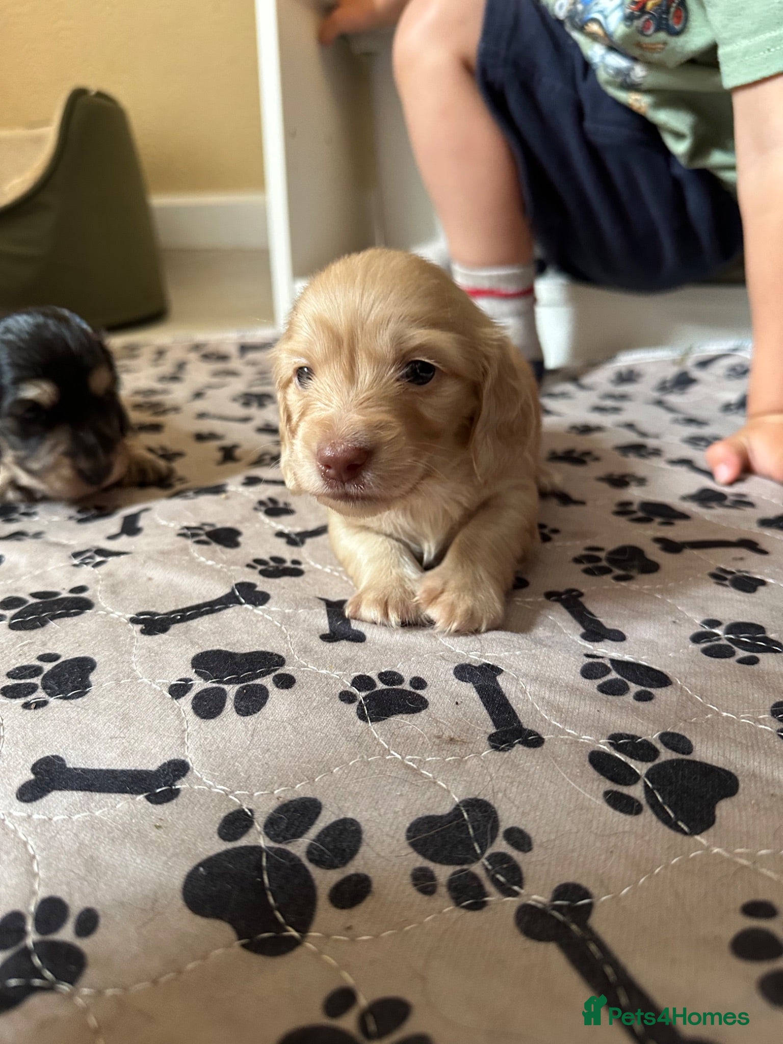 Miniature Dachshund dogs Kc Reg, Health Tested, IVDD Screened Mum  - Advert 1